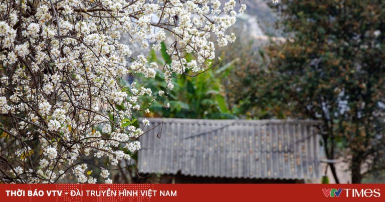 Bình yên mùa hoa sơn tra ở bản Nậm Nghiệp, Sơn La Bình yên mùa hoa sơn tra ở bản Nậm Nghiệp, Sơn La