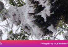 Giữa tháng 3, đỉnh Tà Xùa phủ kín băng tuyết chưa từng có trong 10 năm