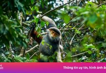 Cận cảnh ‘nữ hoàng linh trưởng’ quý hiếm trên bán đảo Sơn Trà