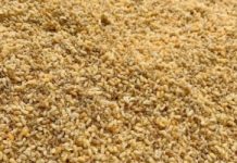 Mùa bánh trứng kiến