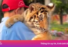 Xử lý khu du lịch cho khách bế hổ như thú cưng