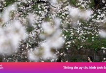 Cảnh hoa anh đào đang bung nở rực rỡ khắp thế giới