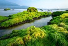 Mùa rêu xanh trên Rạn Nam Ô