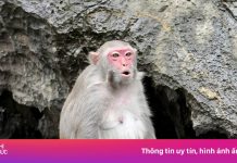 Bầy khỉ vàng ‘làm du lịch’ ở vịnh Hạ Long