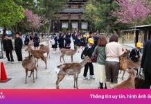 ‘Hươu thần’ Nhật Bản bị đánh mỗi ngày