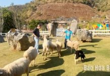 Sơn La: Khám phá thảo nguyên xanh thơ mộng Mộc Châu