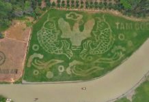 Bức tranh “Cá chép vượt vũ môn” trên cánh đồng lúa đẹp nhất Việt Nam