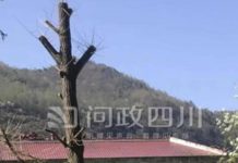 Cây ngân hạnh 250 năm bị chặt trụi, lý do khiến nhiều người khó chấp nhận