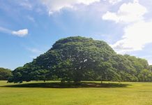 Cây me tây khổng lồ hơn 130 năm tuổi ‘hái ra tiền’ ở Hawaii