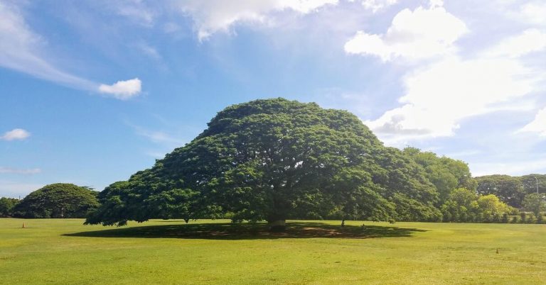 Cây me tây khổng lồ hơn 130 năm tuổi ‘hái ra tiền’ ở Hawaii