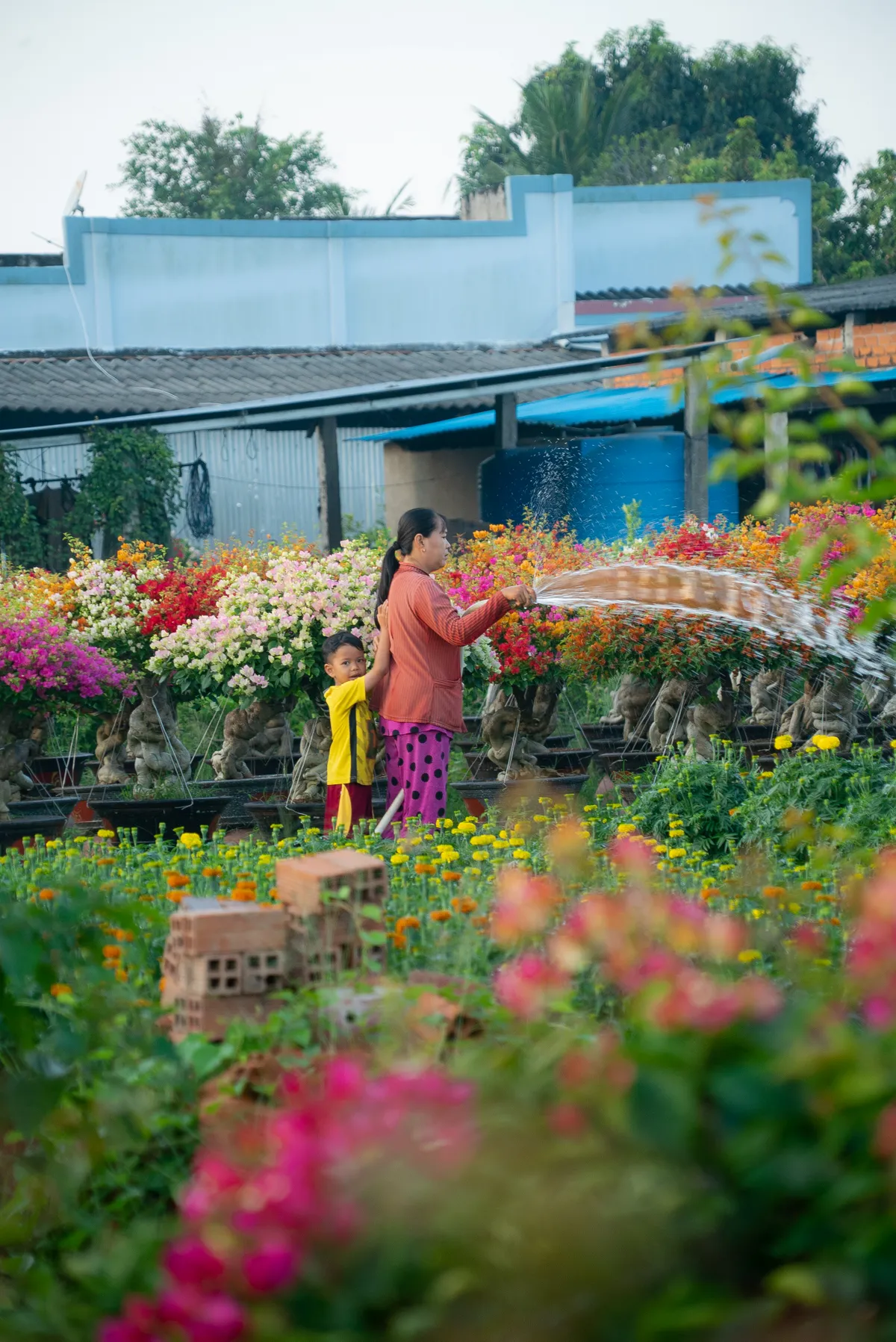 Làng hoa giấy Phú Sơn: Điểm đến đầy sắc màu ở xứ dừa Bến Tre - Ảnh 6.