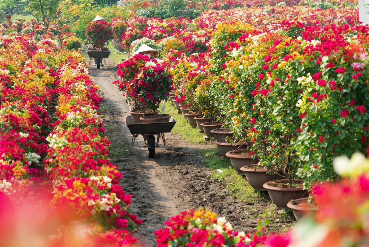 Làng hoa giấy Phú Sơn: Điểm đến đầy sắc màu ở xứ dừa Bến Tre - Ảnh 2.