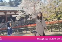 Khách Đài Loan trả giá vì rung cây hoa anh đào tại Nhật Bản