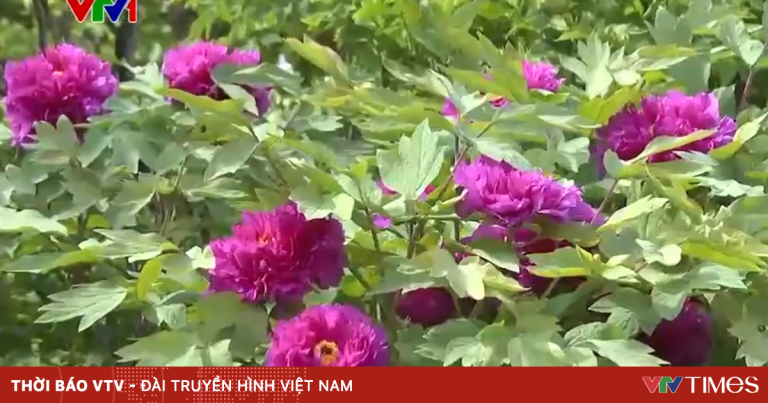 Trung Quốc thu hút du khách bằng hoa mẫu đơn