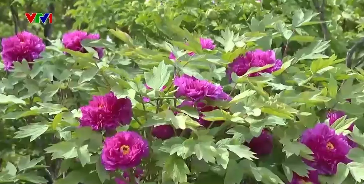 Trung Quốc thu hút du khách bằng hoa mẫu đơn - Ảnh 1.