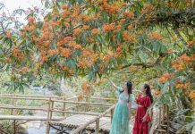 Hoa vô ưu bung nở bên suối ở Phong Nha – Kẻ Bàng, du khách mê mẩn chụp ảnh