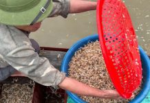 Đặc sản chỉ sống hơn 20 phút, dân Hà Nội đi “săn” từ 3h sáng