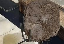 13 triệu đồng/khách ở nhà hàng toàn món lạ: Hoa mọc trên chất thải của voi