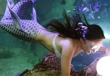 “Nàng tiên cá” ở thủy cung bị cá mập cắn tàn tật, quyết kháng cáo đến cùng