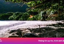 Báo ngoại tiết lộ điểm ngắm động vật hoang dã đẹp nhất Việt Nam