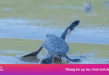 Côn Đảo lần đầu mở tour bảo tồn rùa biển, giá hơn 20 triệu đồng