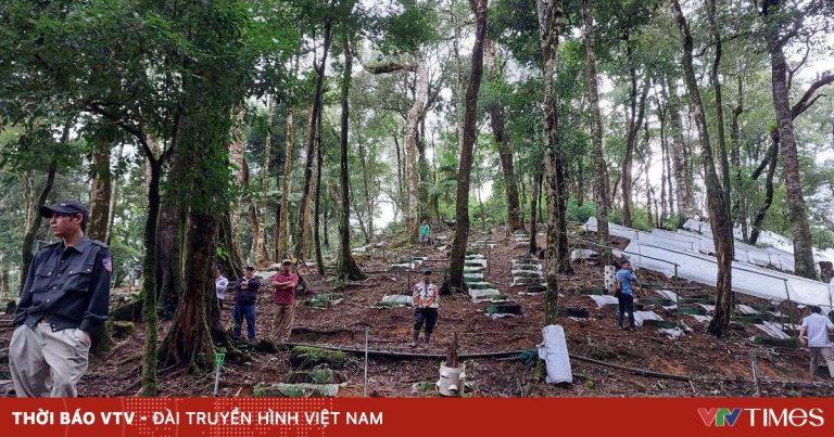 Về vùng trồng sâm Ngọc Linh 3.000 ha lớn nhất cả nước Về vùng trồng sâm Ngọc Linh 3.000 ha lớn nhất cả nước