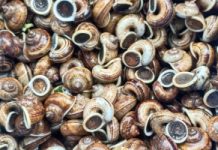 Đặc sản mùa hè ở Ninh Bình ăn giòn sần sật, ngon hơn vào ngày mưa