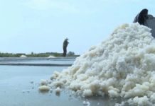 Nghề làm muối Thụy Hải trở thành Di sản văn hóa phi vật thể quốc gia