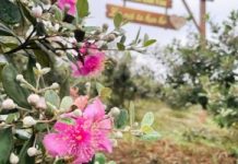 Quảng Ninh: Hấp dẫn lễ hội Hoa sim biên giới từ 17-18/5