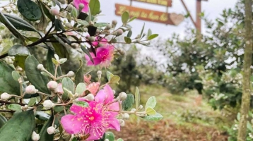 Quảng Ninh: Hấp dẫn lễ hội Hoa sim biên giới từ 17-18/5 Quảng Ninh: Hấp dẫn lễ hội Hoa sim biên giới từ 17-18/5