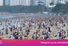 Xuất hiện sứa lửa nguy hiểm ở biển Nha Trang