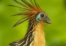 Loài chim thối nhất thế giới, cơ thể tỏa ra mùi nồng nặc như phân bò