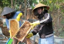 Mùa quay mật ong hoa cà phê trên Tây Nguyên