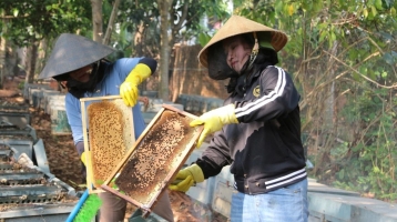 Mùa quay mật ong hoa cà phê trên Tây Nguyên Mùa quay mật ong hoa cà phê trên Tây Nguyên
