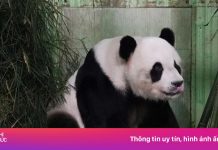 Khoản tiền nuôi ‘gấu trúc ngoại giao’ gây tranh cãi tại Malaysia