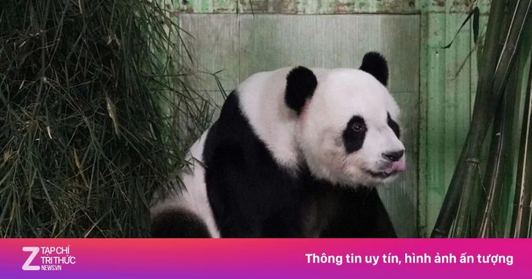 Khoản tiền nuôi ‘gấu trúc ngoại giao’ gây tranh cãi tại Malaysia Khoản tiền nuôi ‘gấu trúc ngoại giao’ gây tranh cãi tại Malaysia