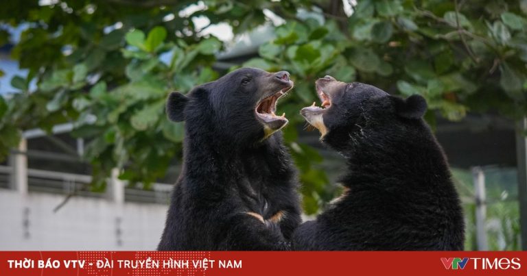 Du lịch gắn với bảo tồn động vật hoang dã Du lịch gắn với bảo tồn động vật hoang dã