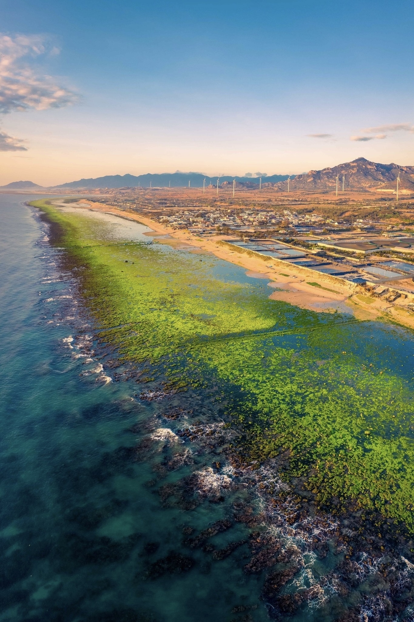 tau mac can ninh thuan anh 2