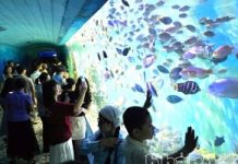 Bảo tàng Hải dương học hút khách tham quan