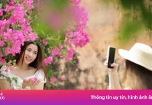 Khách đổ xô tìm con đường hoa giấy ‘sống ảo’ tại Nha Trang
