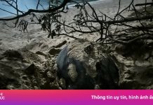 Rùa mẹ từ Philippines đến Côn Đảo đẻ 84 trứng