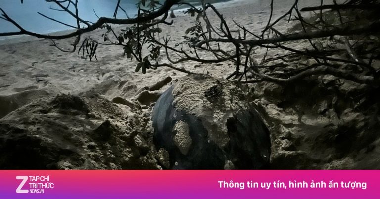 Rùa mẹ từ Philippines đến Côn Đảo đẻ 84 trứng Rùa mẹ từ Philippines đến Côn Đảo đẻ 84 trứng