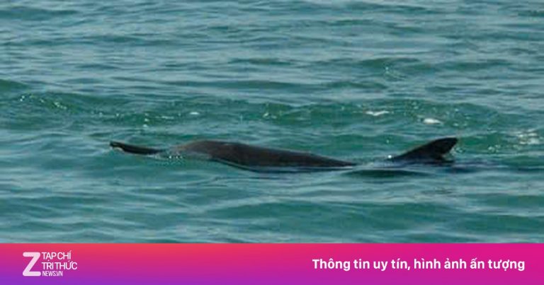 Hàng chục cá heo xuất hiện tại vịnh Nha Trang Hàng chục cá heo xuất hiện tại vịnh Nha Trang