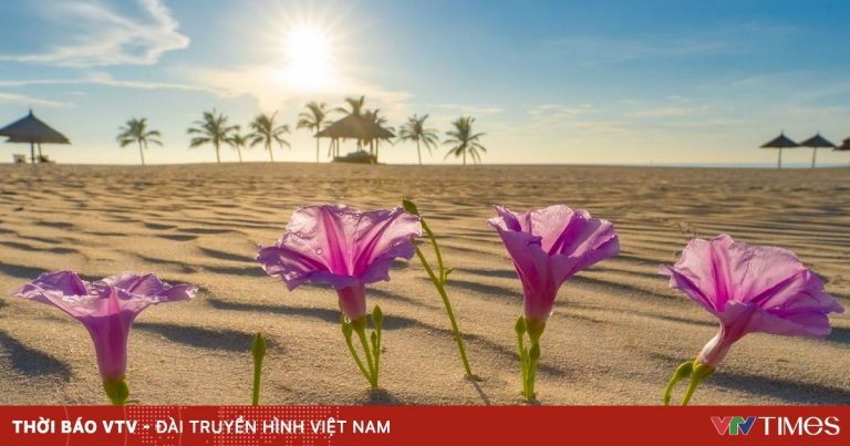 Sức sống hoa muống biển Sức sống hoa muống biển