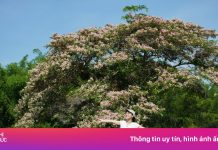 Hạ tầng không theo kịp khi VQG Cát Tiên hút khách