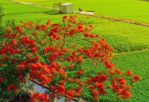 Cây phượng ‘cô đơn’ giữa ruộng rau muống tại TPHCM lại gây sốt mạng xã hội