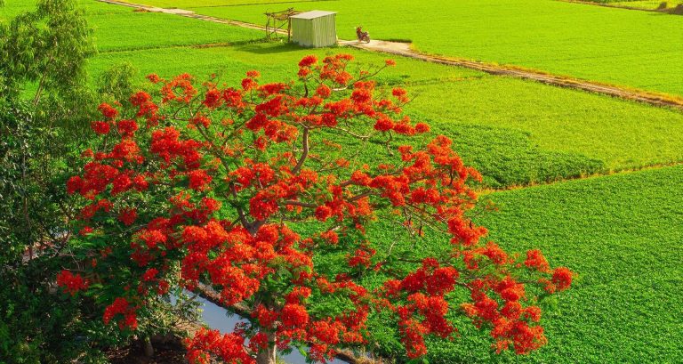 Cây phượng ‘cô đơn’ giữa ruộng rau muống tại TPHCM lại gây sốt mạng xã hội Cây phượng ‘cô đơn’ giữa ruộng rau muống tại TPHCM lại gây sốt mạng xã hội