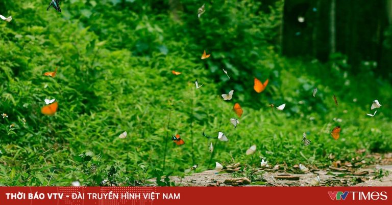 Cúc Phương mùa bướm đẹp cỡ nào mà đông khách du lịch đến thế? Cúc Phương mùa bướm đẹp cỡ nào mà đông khách du lịch đến thế?