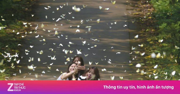 Cúc Phương lại nhộn nhịp mùa ‘săn’ bướm Cúc Phương lại nhộn nhịp mùa ‘săn’ bướm