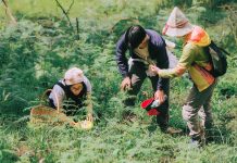 Đặc sản thơm ngon chỉ mọc mùa mưa, khách đổ về rừng thông Đà Lạt săn lùng